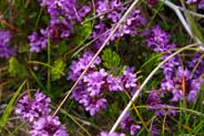 Thyme - Western Isles Flora
