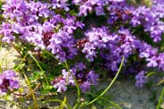 Thyme -  Hebrides Flowers