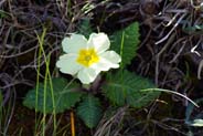 Primrose- Western Isles Flora
