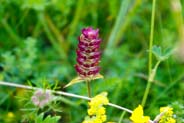 Self Heal - Hebridean Wildflowers - Western Isles Flora