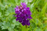 Orchid at Balallan - Hebrides Flowers 