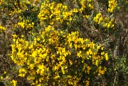 Gorse - Yellow Hebrides Flowers