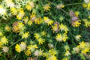 Kidney Vetch - Yellow Hebrides Flowers