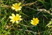 Lesser Celandine - Hebridian Flowers