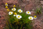 Sea Mayweed - Western Isles Flora