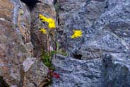 Yellow Hawkweed - Western Isles Flora