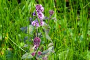 Water Mint -  Purple Mauve  Hebridean Wildflowers - Western Isles Flora