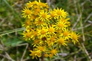 Common Ragwort -  Yellow Hebridean Wildflowers - Western Isles Flora