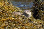 Otters - Western Isles