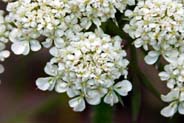 Yarrow Wildflowers -   Hebridean Wildflowers - Western Isles Flora
