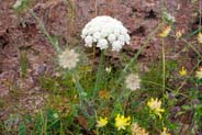 Yarrow - Western Isles Flora
