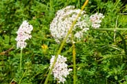 Yarrow - Hebrides Flowers