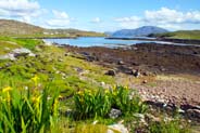 Yellow Irises - Western Isles Flora