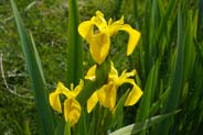 Irises -  Hebridean Wildflowers - Western Isles Flora