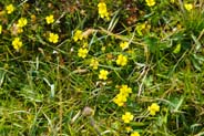 Potentilla Tormentilla - Tormentil -  Hebridean Wildflowers - Western Isles Flora