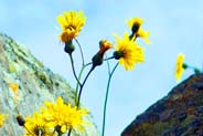 Hawkweed - Yellow Hebridean Wildflowers - Western Isles Flora