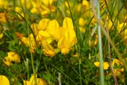 Birds Foot Trefoil flowers - Western Isles Flora