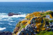 Yellow Lichen - Pink Thrift -  Hebrides Flowers and Plants