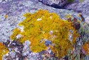 Yellow Lichen -   Hebrides Flowers and Plants and Organisms