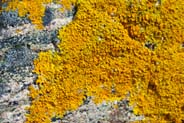  Yellow Hebrides Lichen