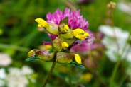 Yellow Rattle - Western Isles Flora