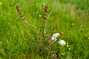 Yellow Rattle Hebridean Wildflowers - Western Isles Flora
