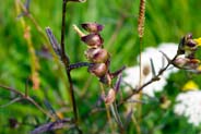 Yellow Rattle Hebridean Wildflowers - Western Isles Flora