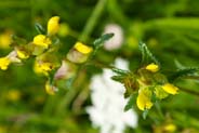 Yellow Rattle -  Western Isles