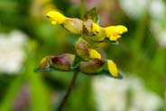 Yellow Wildflowers - Yellow Rattle - Hebrides Flowers