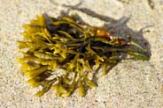 Seaweed on the Beach at Tolsat  - Western Isles Beaches Photographs