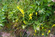 Ladies Bedstraw -  Hebridean Wildflowers - Western Isles Flora