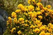 Gorse - Yellow Hebrides Flowers