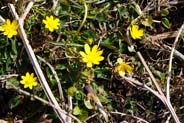 Lesser Celandine - wildflowers  - Hebrides Flora