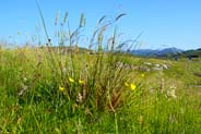 Yorkshire Fog - Hebridean Wildflowers - Western Isles Flora