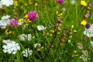 Yellow Rattle -  Hebrides Flowers