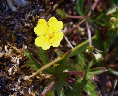 Tormentil - Hebrides Yellow Wildflowers