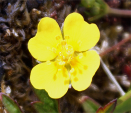 Tormentil - Western Isles Flora