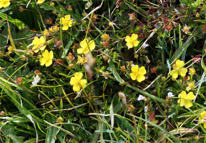 Tormentil - Isle of Lewis Wildflowers