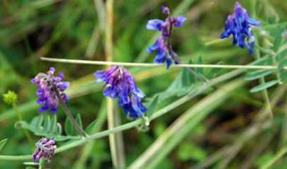 Tufted Vetch - Tolsta - Isle of  Lewis