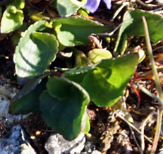 Heath  Dog Violet - Leaves