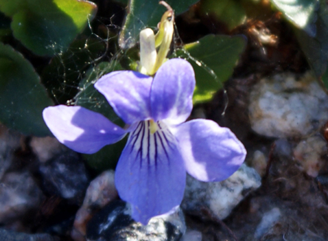 Heath  Dog Violet- Isle of Lewis  Wildflowers Hebrides