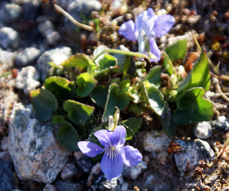 Heath Dog Violets - Isle of  Lewis