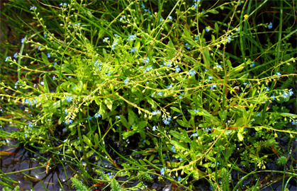 Stem of the Red Bartsia - Western Isles Wildflowers