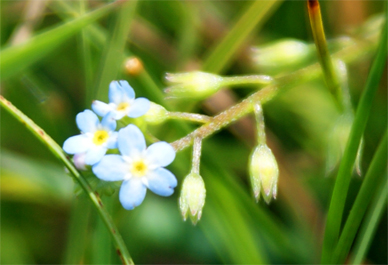 Bluebells - Stornoway -  Wildflowers