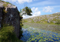 Water Lilies in Loch - Isle of Harris