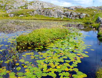 Water Lilies in a loch at LOchs - Isle of Lewis