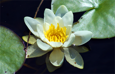 White Water Lily Western Isles