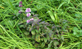 Watermint at Luskentyre