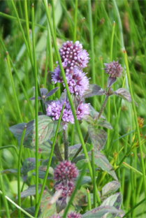 Kindney Vetch - Hebrides Wildflowers