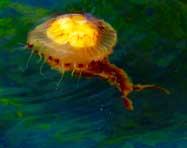 Jellyfish - Isle of lewis